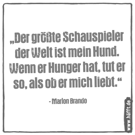 8 Schöne Zitate über Hunde Häfftde