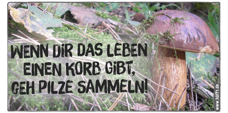 6 Sprüche zum Europäischen Pilztag · Häfft.de